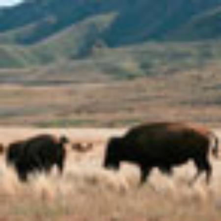 Charleys Philly Steaks